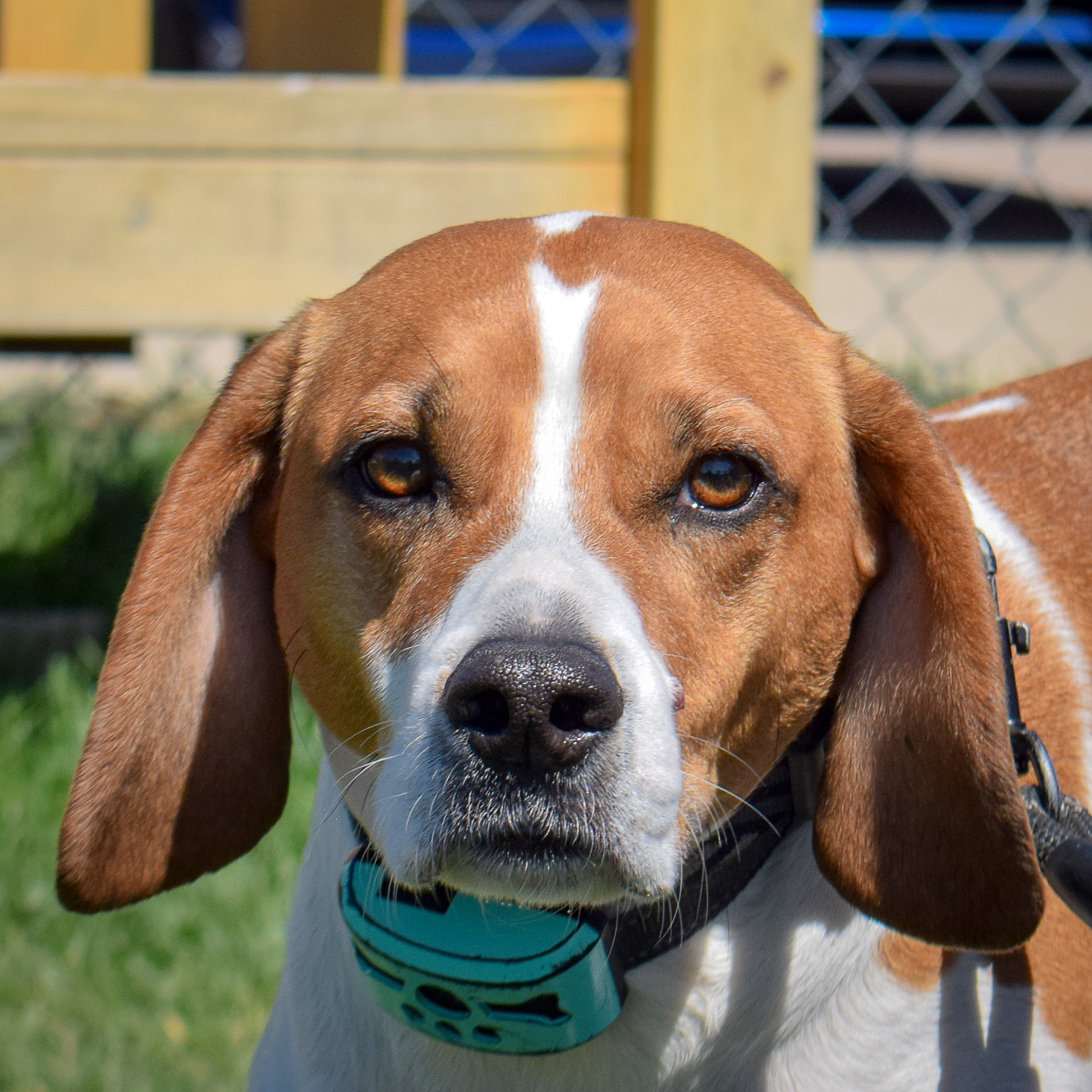 Bagel, Adult Male unknown
