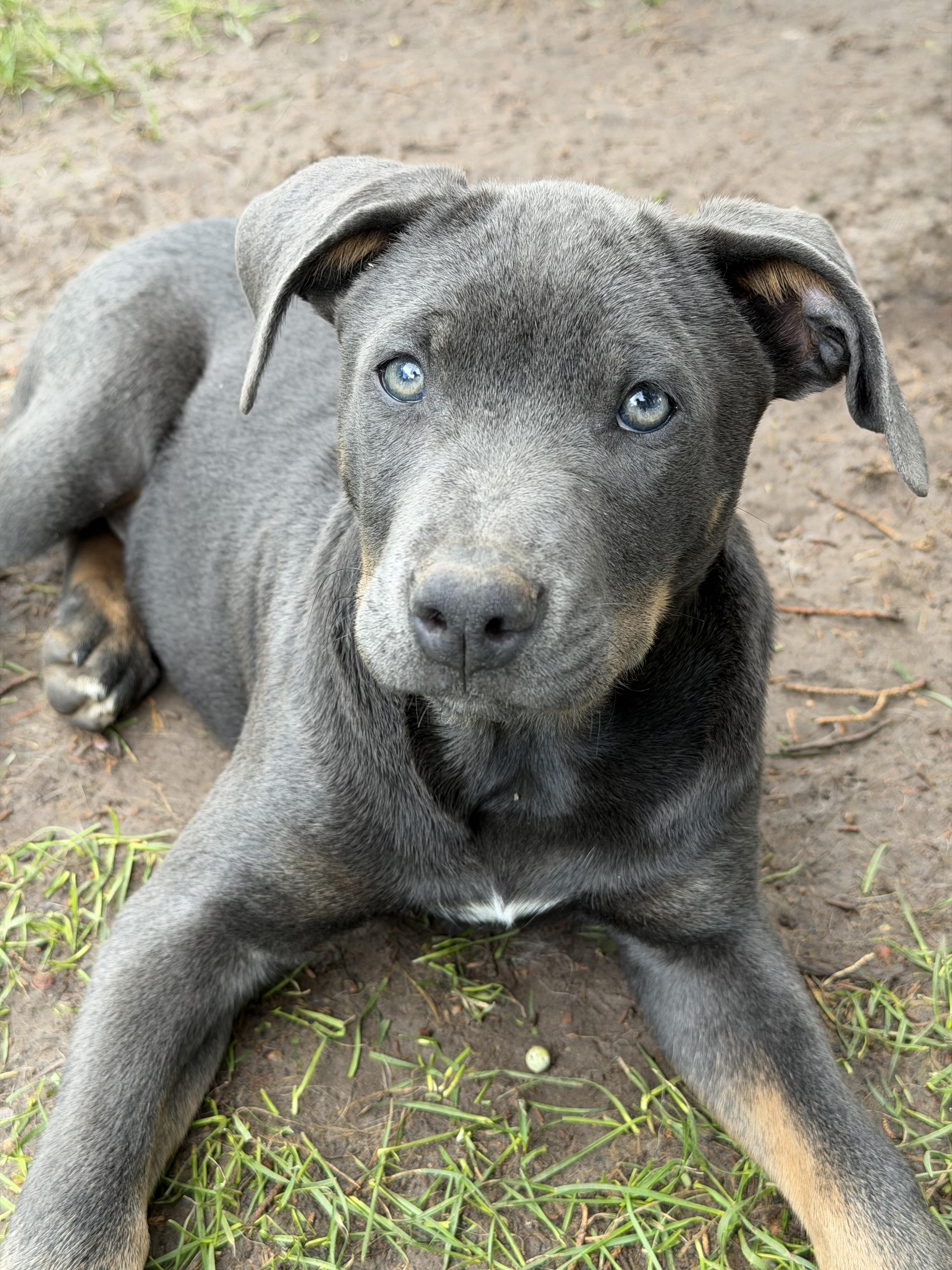 Shale, Adoptable, Puppy Male Labrador Retriever & American Staffordshire Terrier.