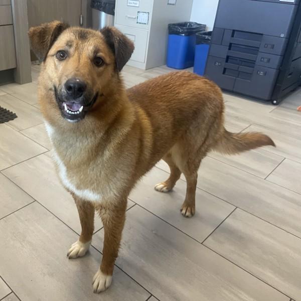 Enlarge Penny, a Adoptable mixed breed in Nanaimo, BC image 2/4