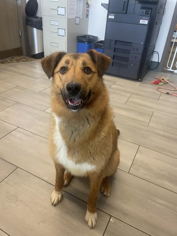 Enlarge Penny, a Adoptable mixed breed in Nanaimo, BC image 3/4