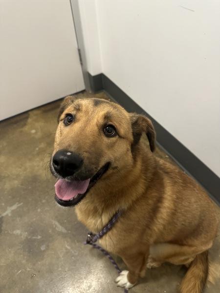 Enlarge Penny, a Adoptable mixed breed in Nanaimo, BC image 4/4