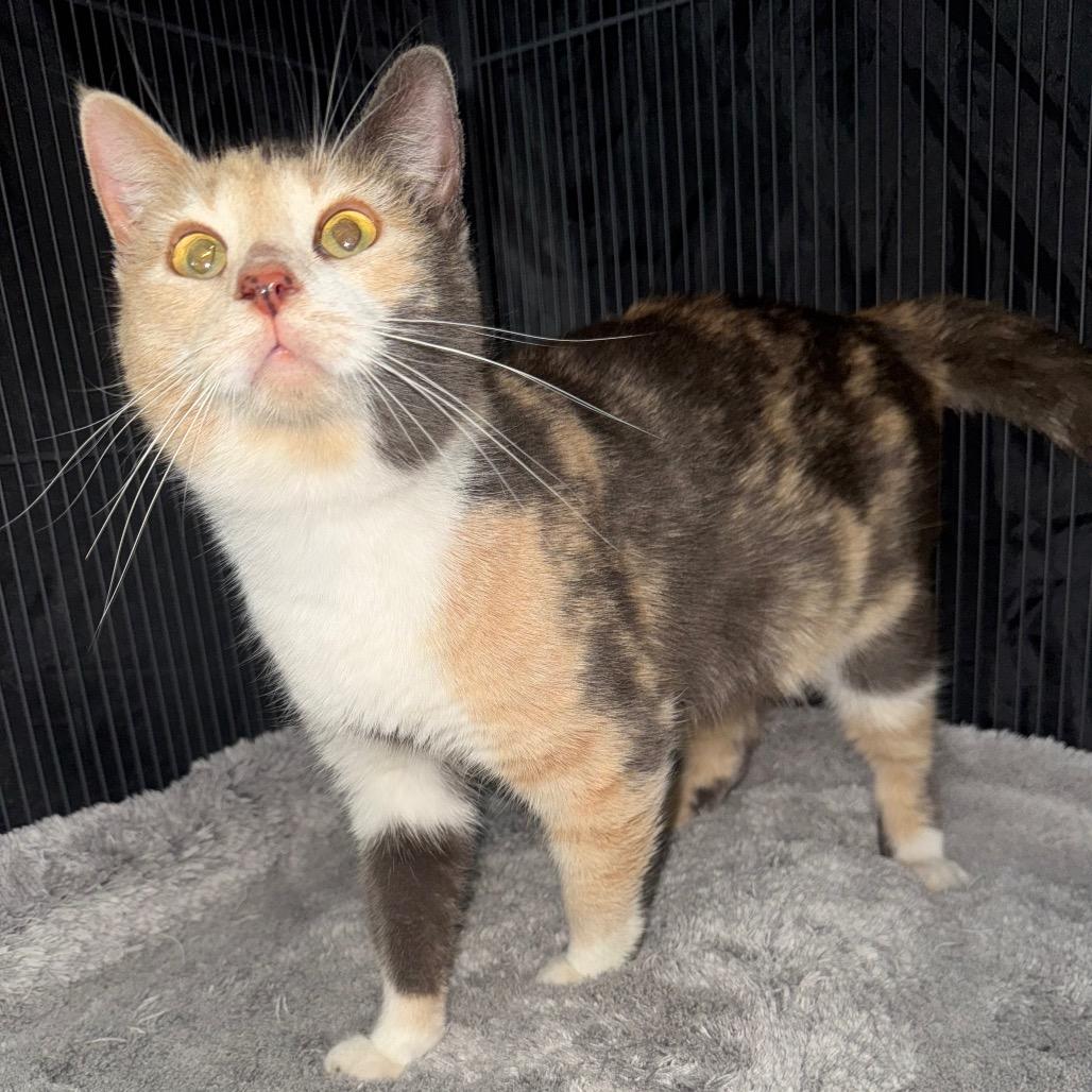 Enlarge Chickadee, a Adoptable Domestic Short Hair in Fredericksburg, TX image 1/4