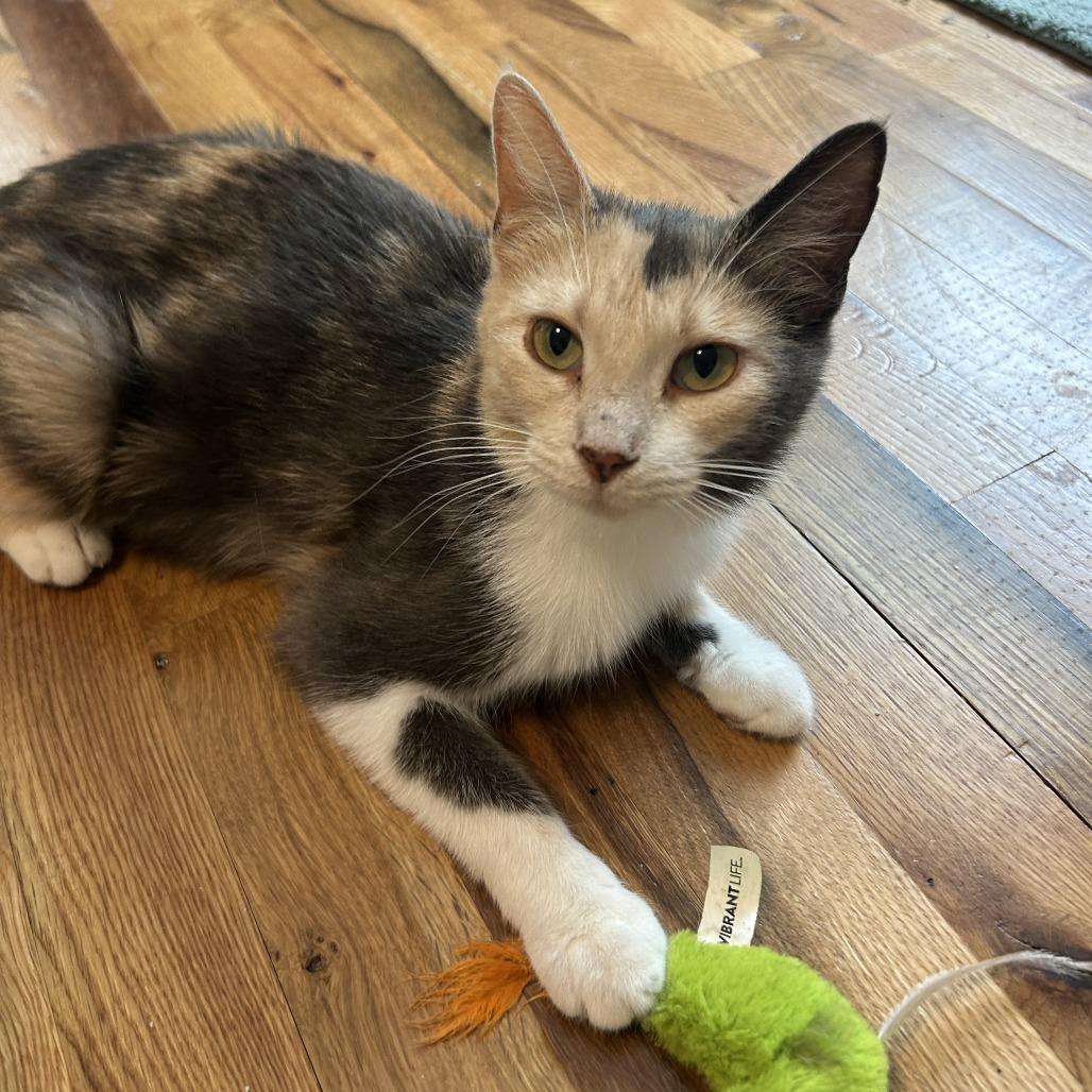Enlarge Chickadee, a Adoptable Domestic Short Hair in Fredericksburg, TX image 2/4