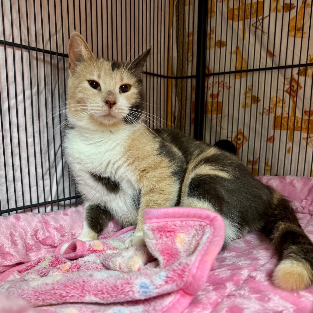 Enlarge Chickadee, a Adoptable Domestic Short Hair in Fredericksburg, TX image 3/4