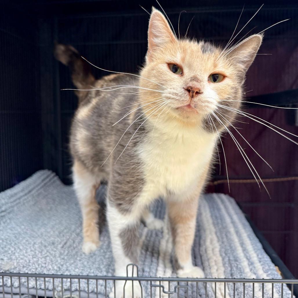 Enlarge Chickadee, a Adoptable Domestic Short Hair in Fredericksburg, TX image 4/4