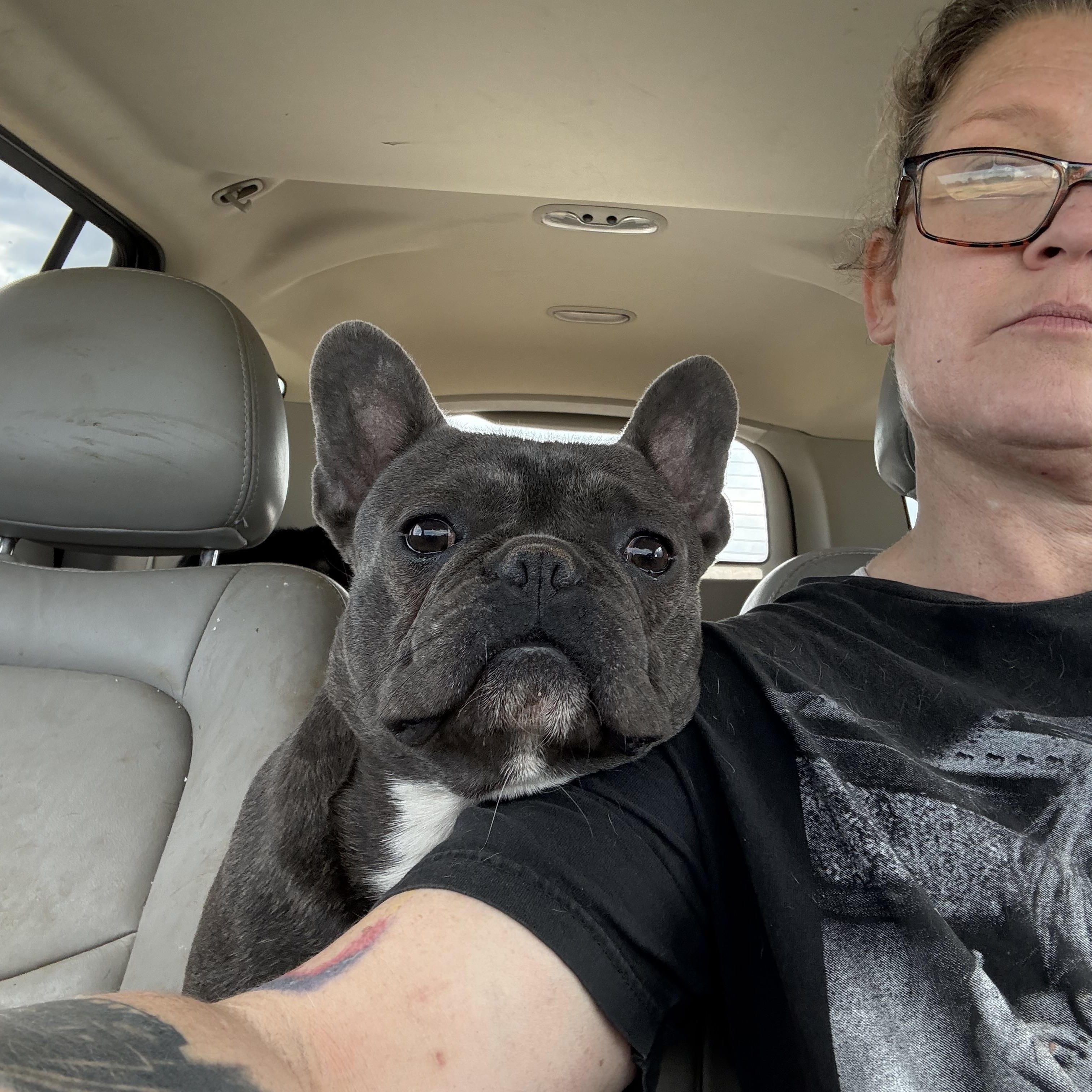 Panko, adopted, Young Male French Bulldog.