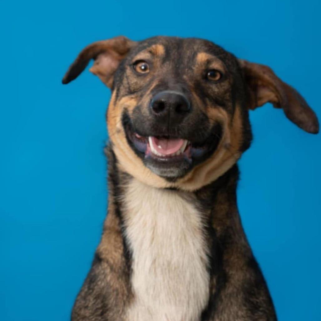 Mate, Adoptable, Adult Male Dachshund & Mixed Breed.