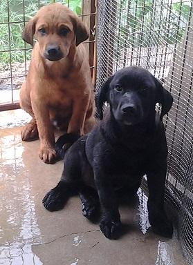 Huggy Bear, an adoptable Labrador Retriever, Shepherd in Floresville, TX, 78114 | Photo Image 1