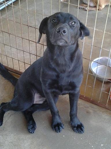 Huggy Bear, a Adoptable mixed breed in Floresville, TX image 2/2