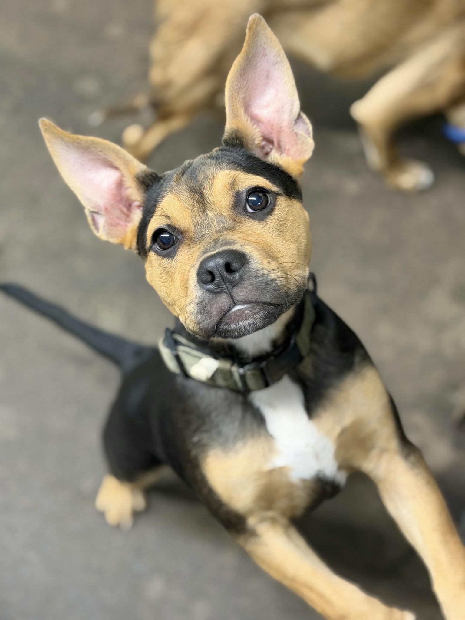 Sweet Pea, Adopted, Puppy Female Boxer.