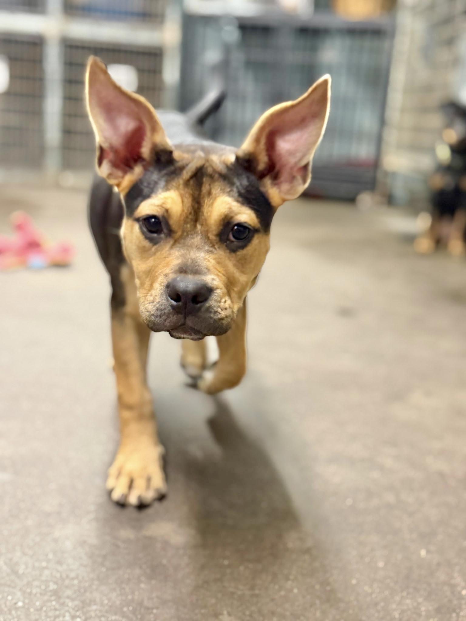 Enlarge Sweet Pea, a Adopted Boxer in Manchester, CT image 4/4