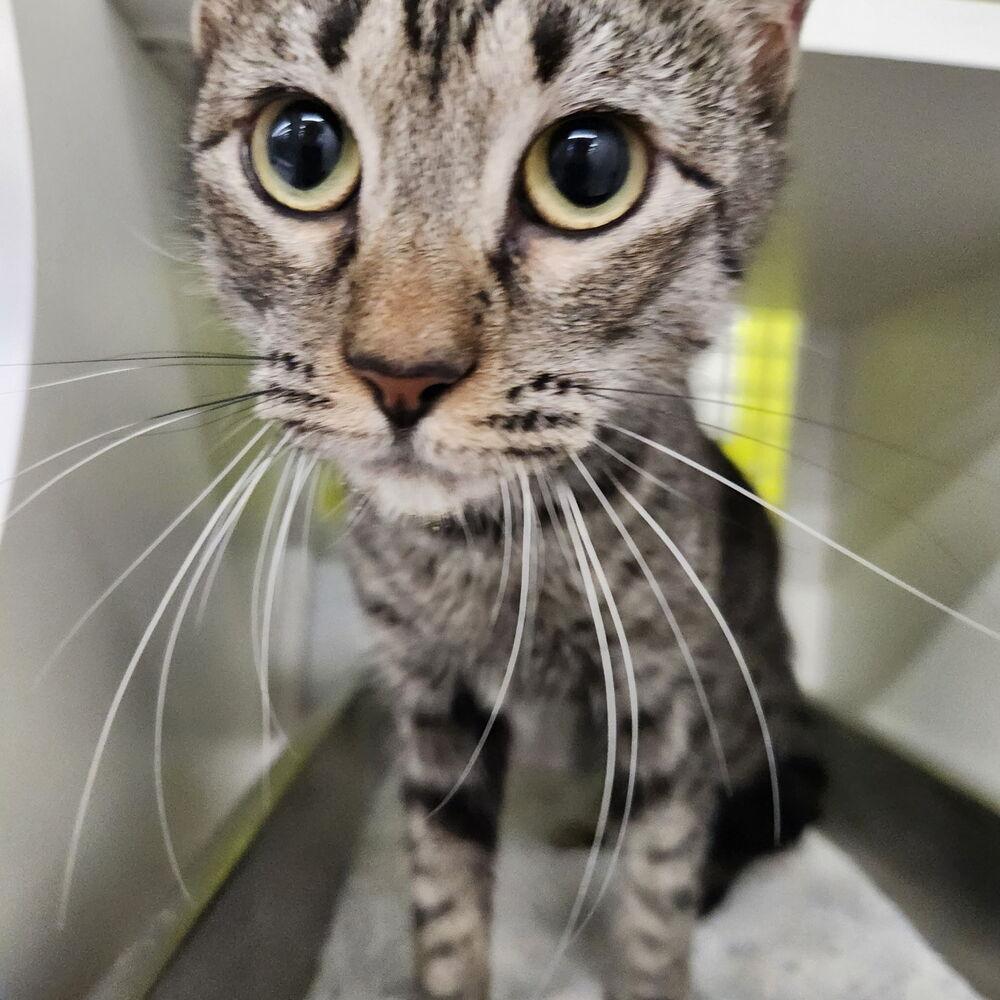 Willie Mae 9992, Adoptable, Adult Female Domestic Short Hair.