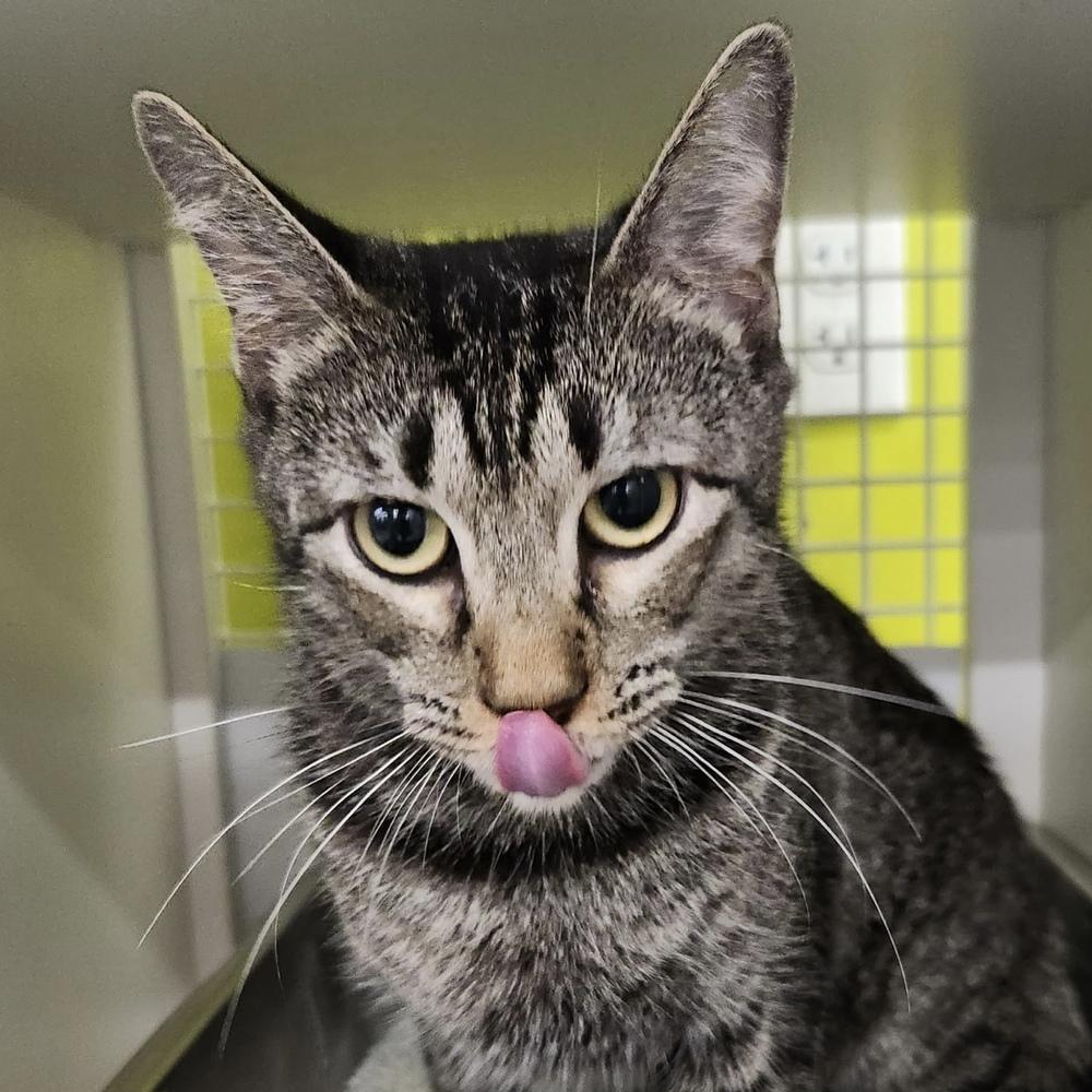 Willie Mae 9992, a Adoptable Domestic Short Hair in Dallas, TX image 2/2