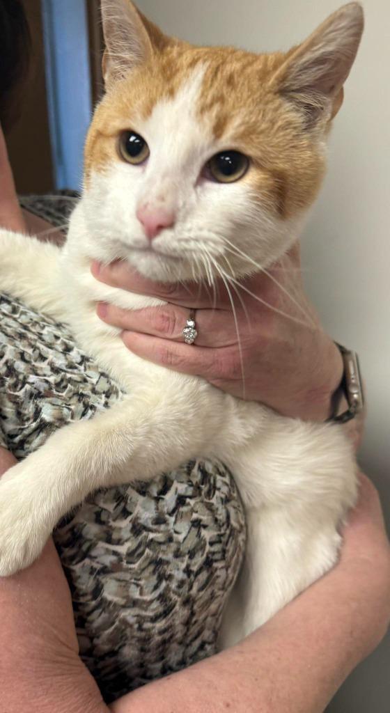 RAVIOLI, Adopted, Young Male Domestic Short Hair.