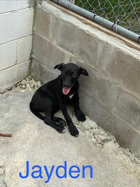 Jayden, Adoptable, Puppy Female Labrador Retriever & Mixed Breed.