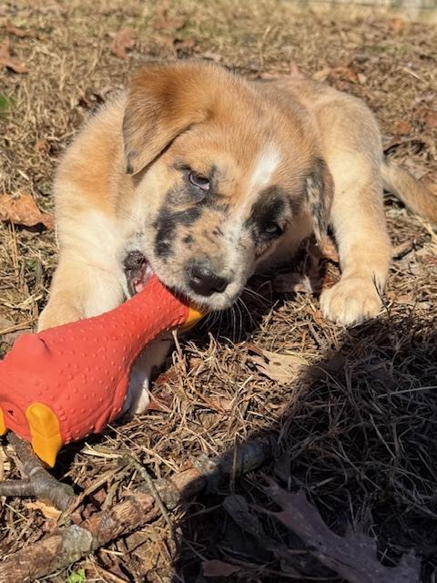 Frosty Elf thumbnail 2