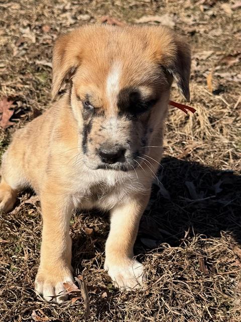 Frosty Elf thumbnail 3