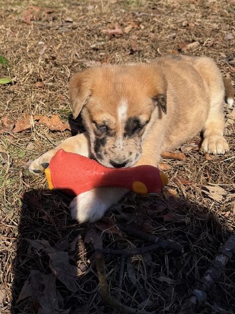 Frosty Elf thumbnail 4