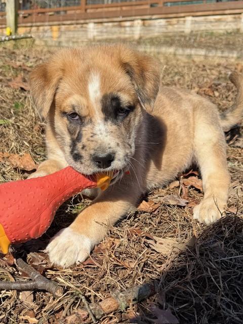 Frosty Elf thumbnail 5