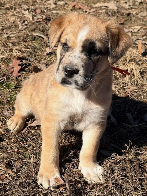 Frosty Elf thumbnail 7