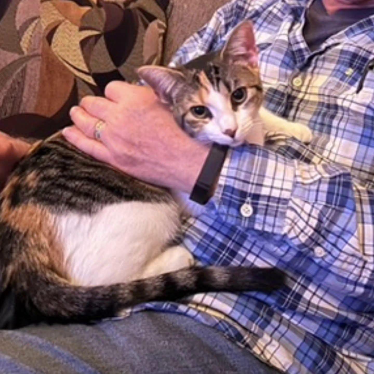 Enlarge Big and Beautiful Munchkin, a Adoptable Domestic Short Hair in Bordentown, NJ image 2/6