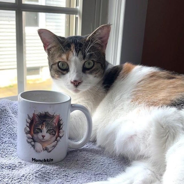 Enlarge Big and Beautiful Munchkin, a Adoptable Domestic Short Hair in Bordentown, NJ image 6/6