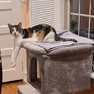 Enlarge Big and Beautiful Munchkin, a Adoptable Domestic Short Hair in Bordentown, NJ image 4/6