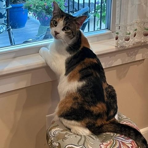 Enlarge Big and Beautiful Munchkin, a Adoptable Domestic Short Hair in Bordentown, NJ image 5/6