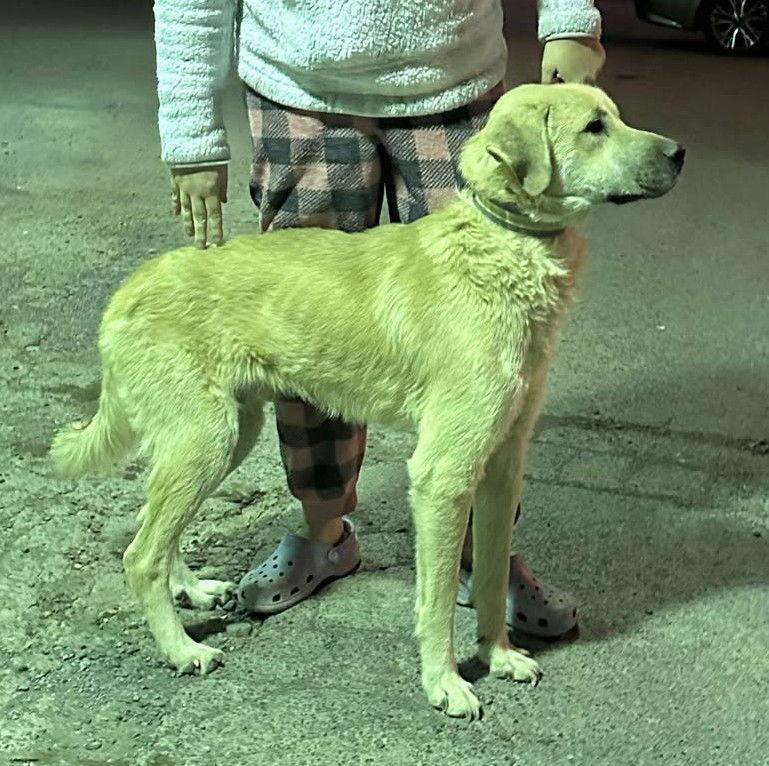Cane (7mo, 50Lbs), Adopted, Young Male Golden Retriever & Labrador Retriever.