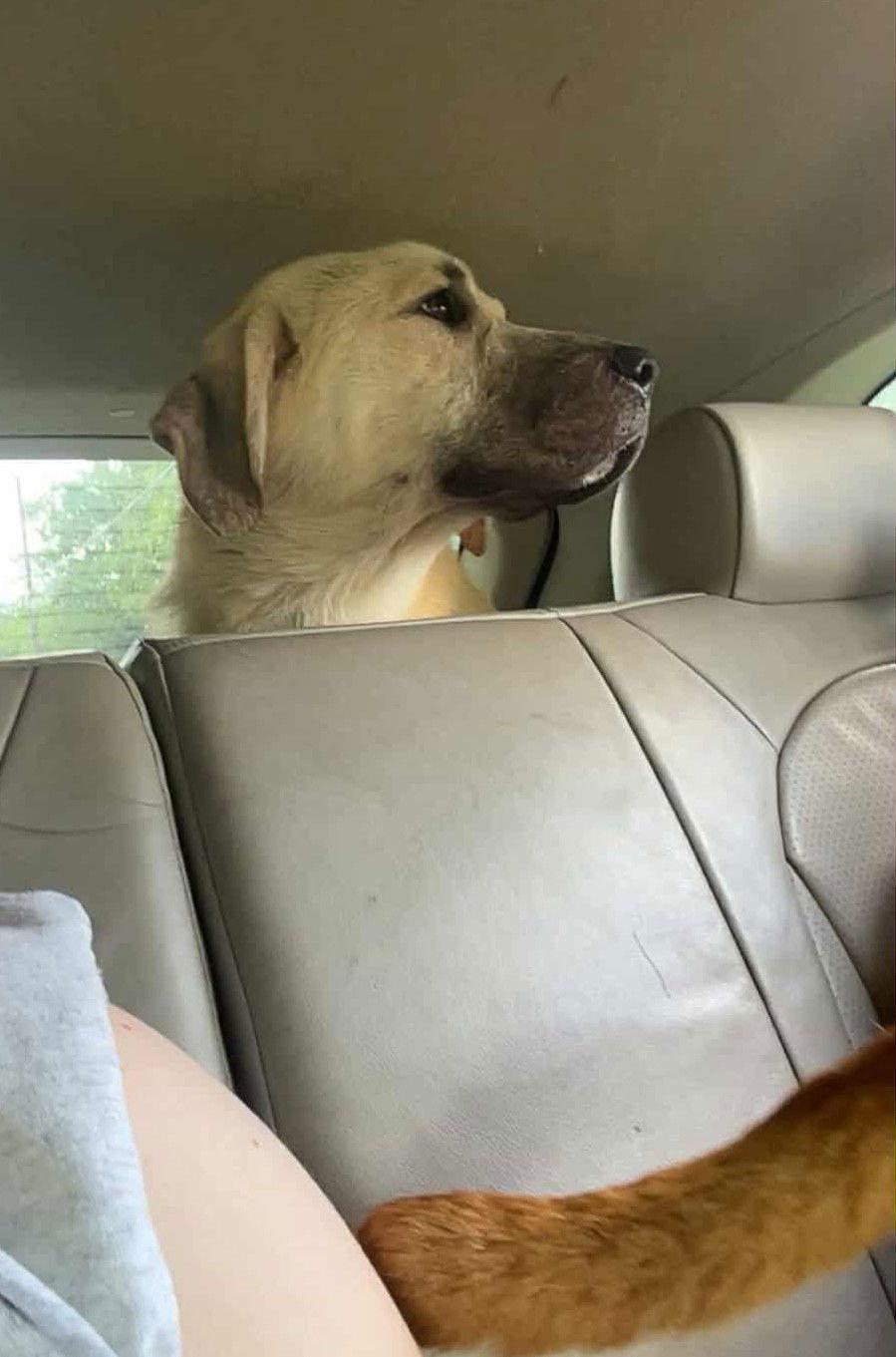 Enlarge Cane (7mo, 50Lbs), a Adopted mixed breed in Hinton, WV image 2/3