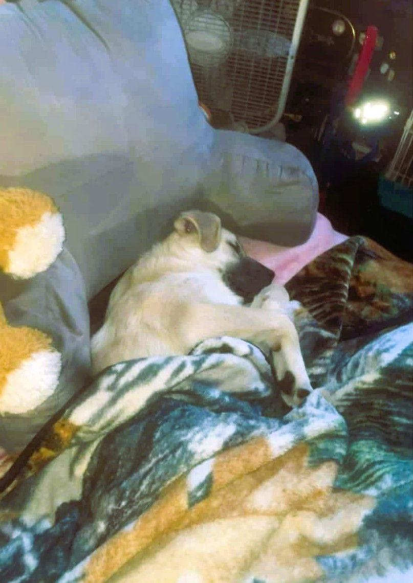 Enlarge Cane (7mo, 50Lbs), a Adopted mixed breed in Hinton, WV image 3/3