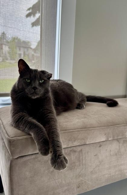 Enlarge Teddy, a Adoptable mixed breed in Montreal, QC image 1/1