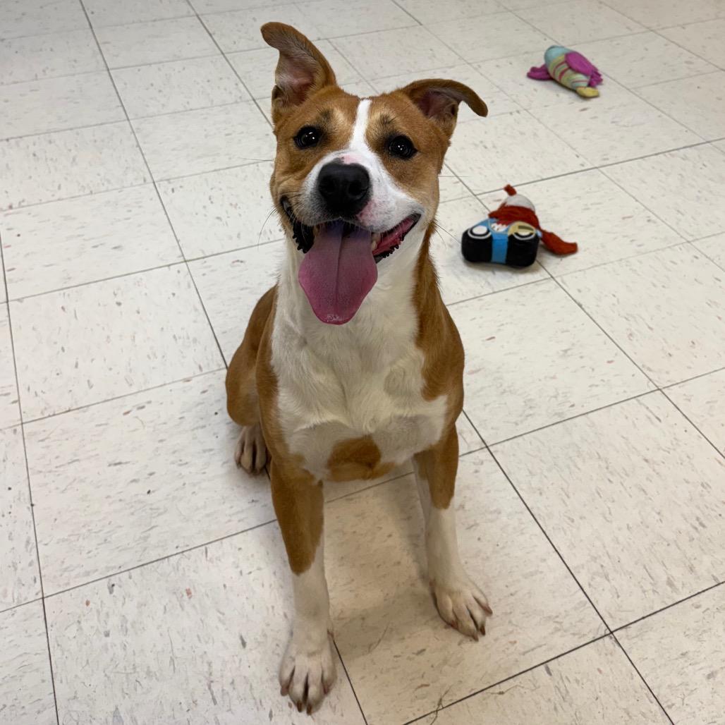 Squints, Adoptable, Young Male Hound.