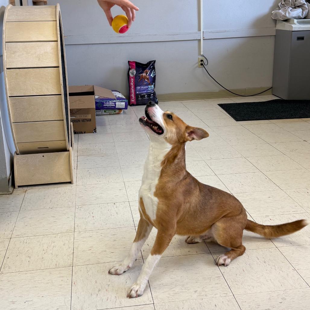 Squints, a Adoptable Hound in Jacksonville, AR image 2/5