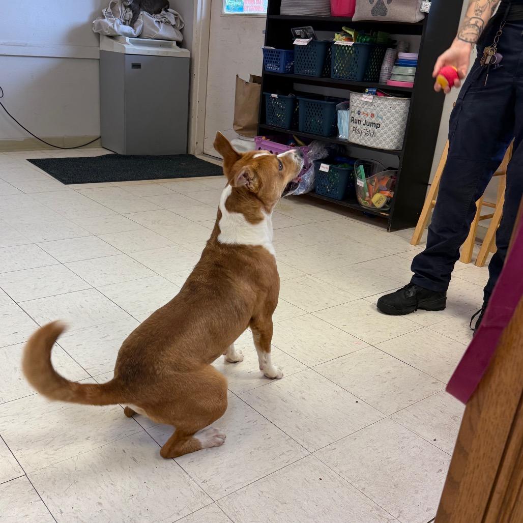 Squints, a Adoptable Hound in Jacksonville, AR image 3/5