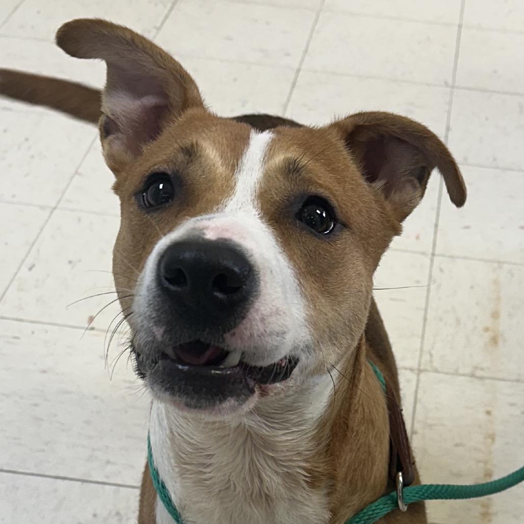 Squints, a Adoptable Hound in Jacksonville, AR image 4/5