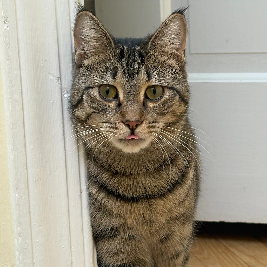 Enlarge Chili, a Adoptable Domestic Short Hair in Washington, DC image 1/6