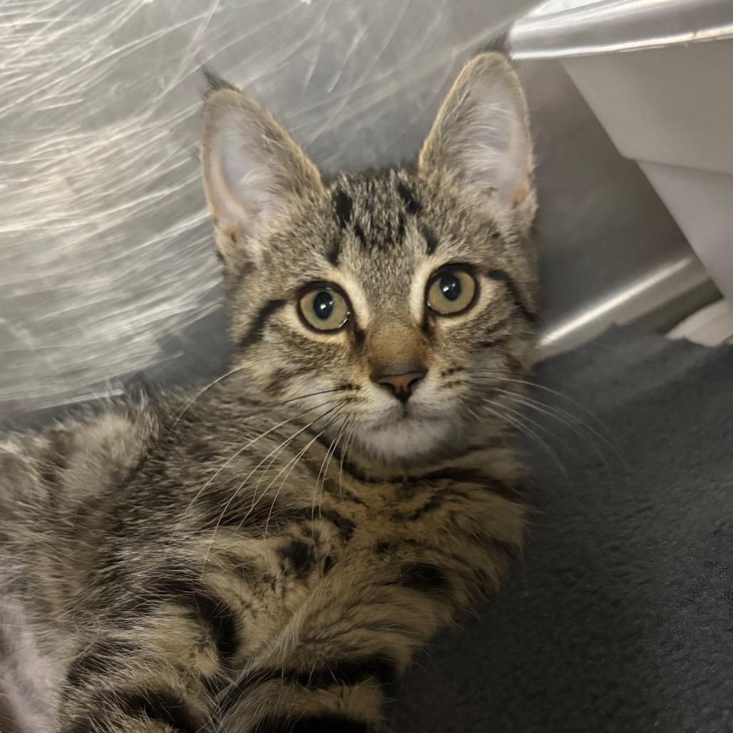 Enlarge Chili, a Adoptable Domestic Short Hair in Washington, DC image 2/6