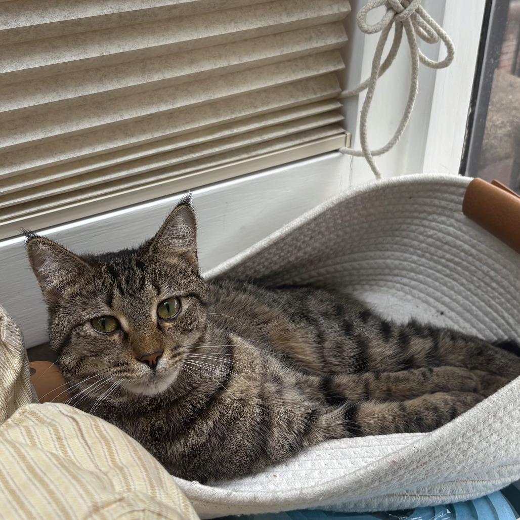 Enlarge Chili, a Adoptable Domestic Short Hair in Washington, DC image 3/6