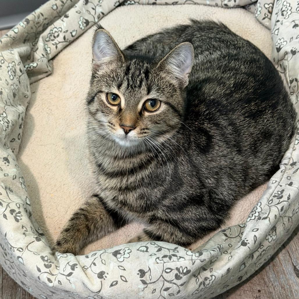Chili, a Adoptable Domestic Short Hair in Washington, DC image 2/6