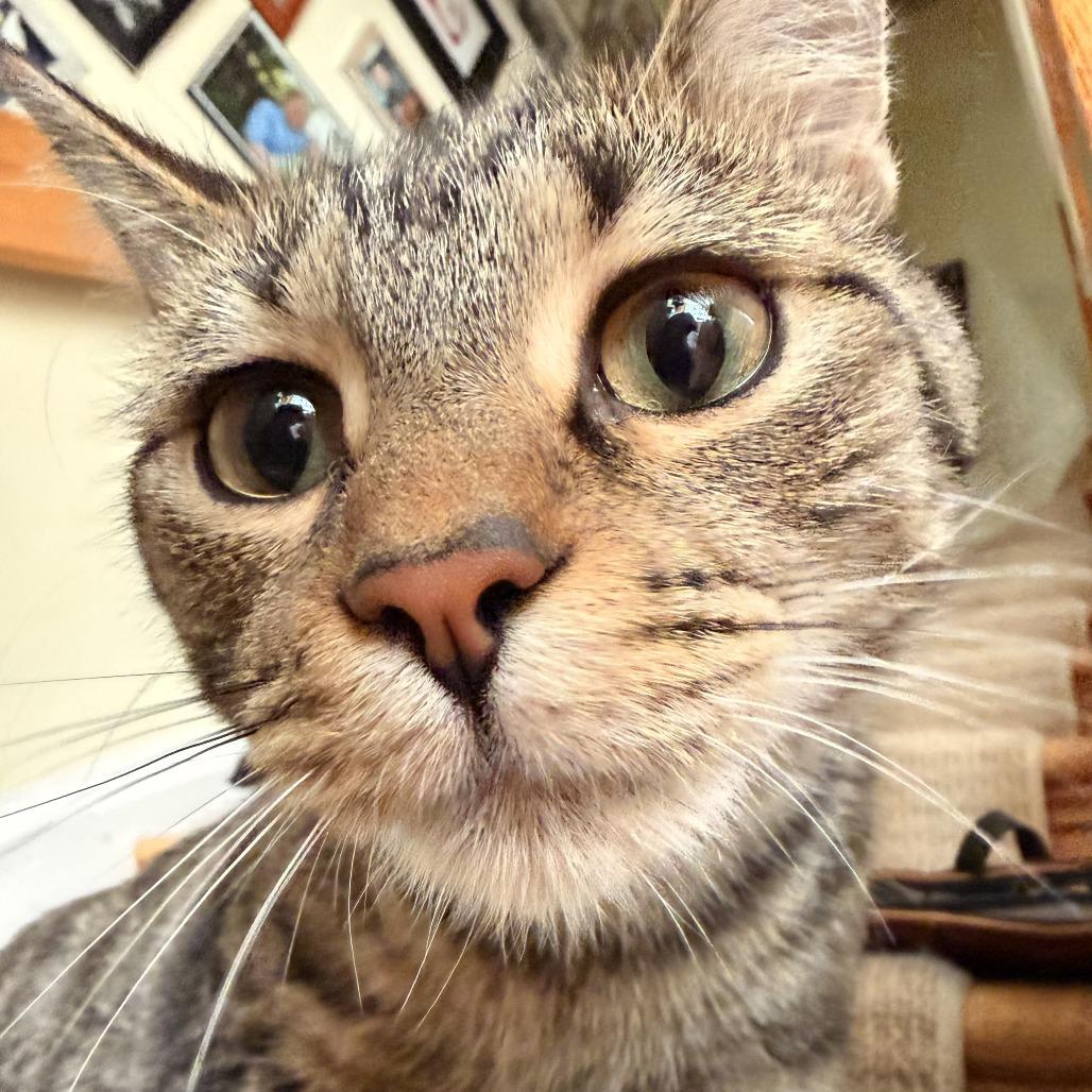 Chili, a Adoptable Domestic Short Hair in Washington, DC image 3/6
