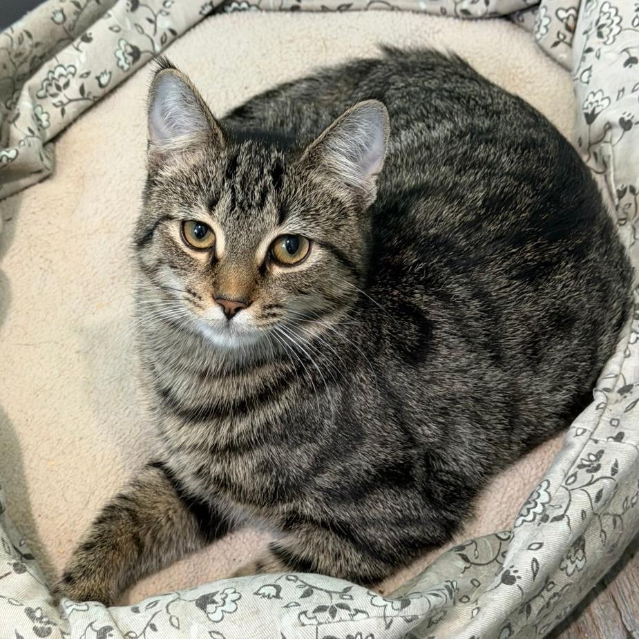 Enlarge Chili, a Adoptable Domestic Short Hair in Washington, DC image 2/6