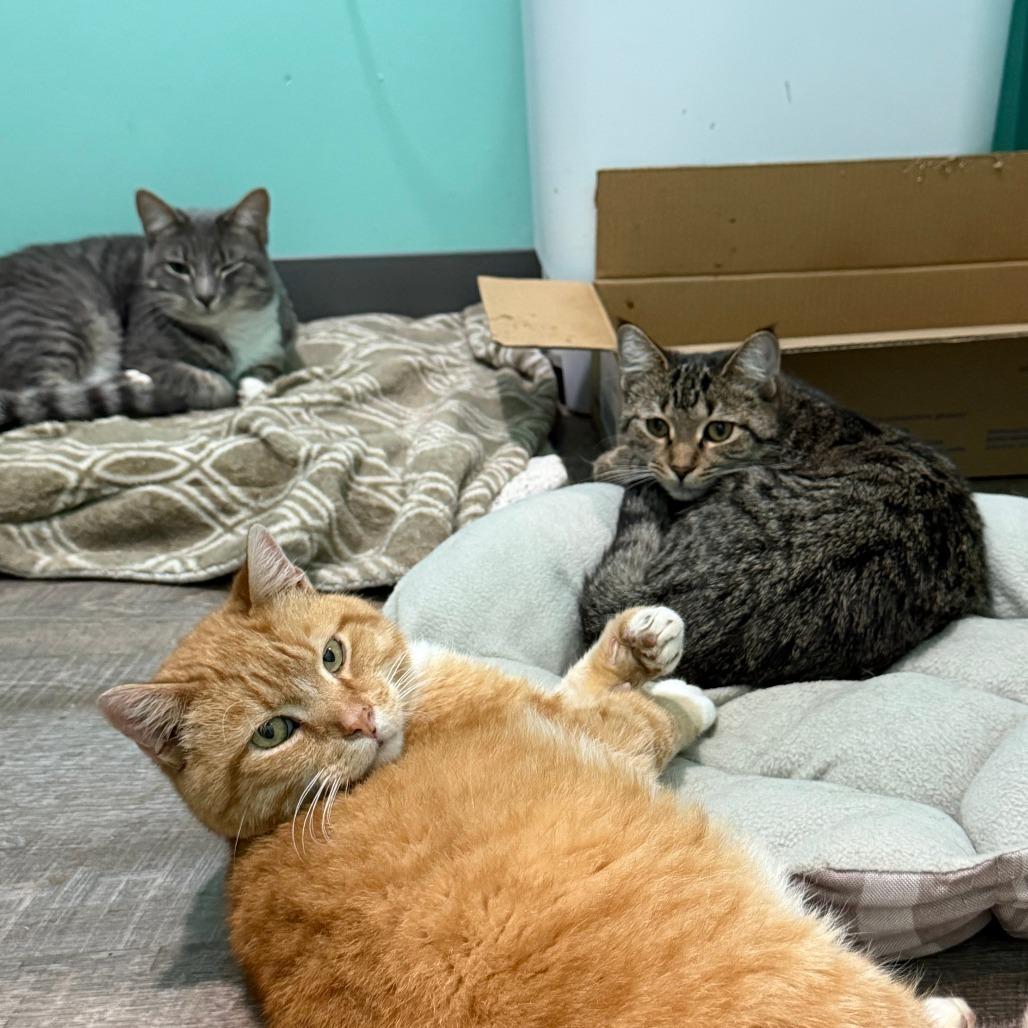 Enlarge Chili, a Adoptable Domestic Short Hair in Washington, DC image 4/6