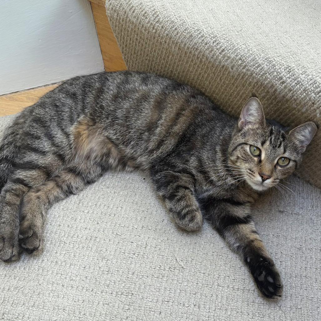 Enlarge Chili, a Adoptable Domestic Short Hair in Washington, DC image 5/6