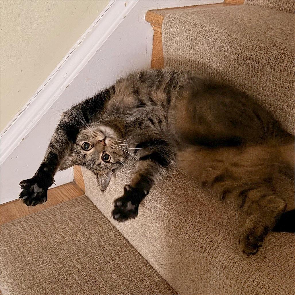 Enlarge Chili, a Adoptable Domestic Short Hair in Washington, DC image 2/6