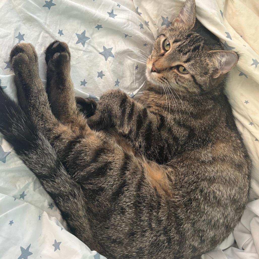 Enlarge Chili, a Adoptable Domestic Short Hair in Washington, DC image 3/6
