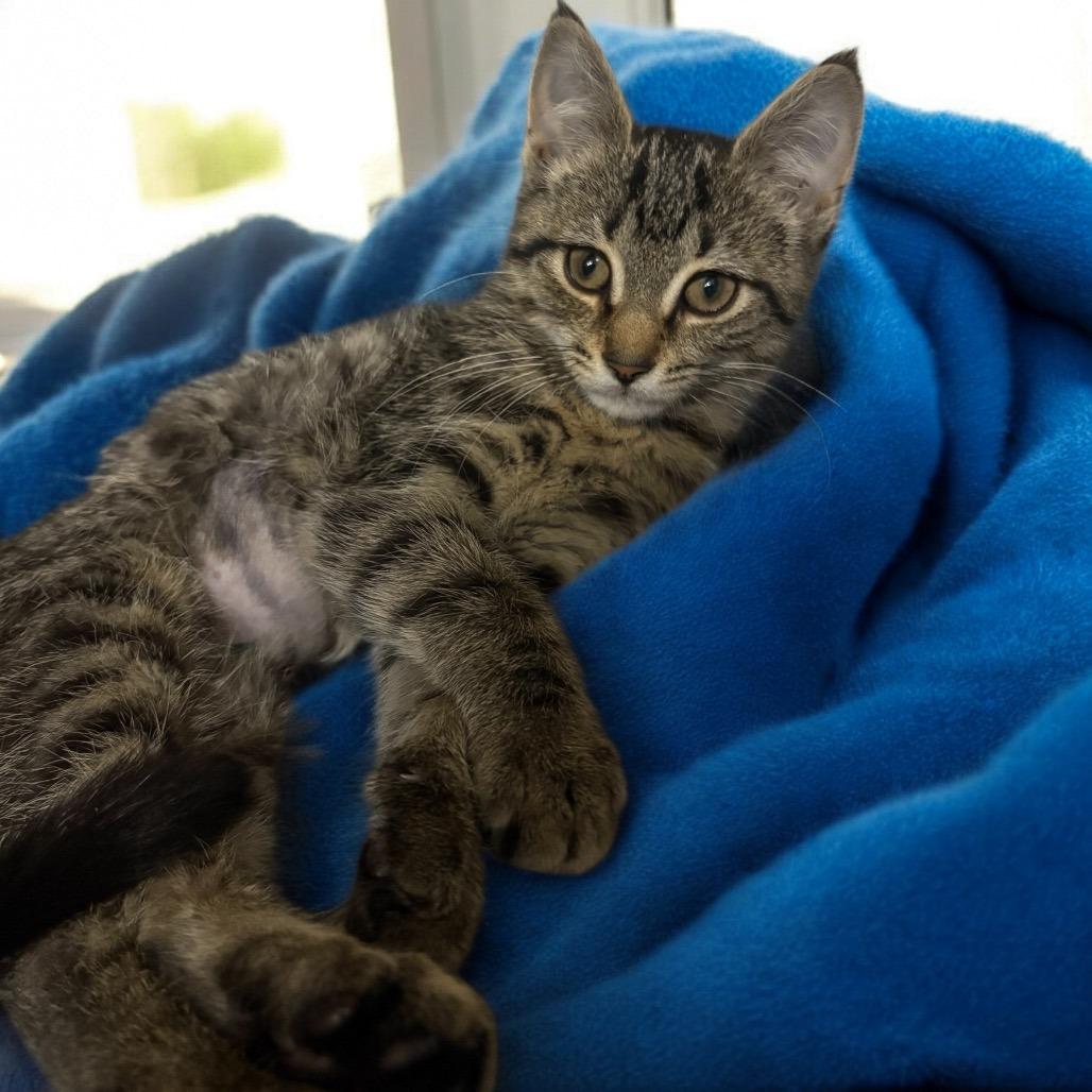 Enlarge Chili, a Adoptable Domestic Short Hair in Washington, DC image 6/6