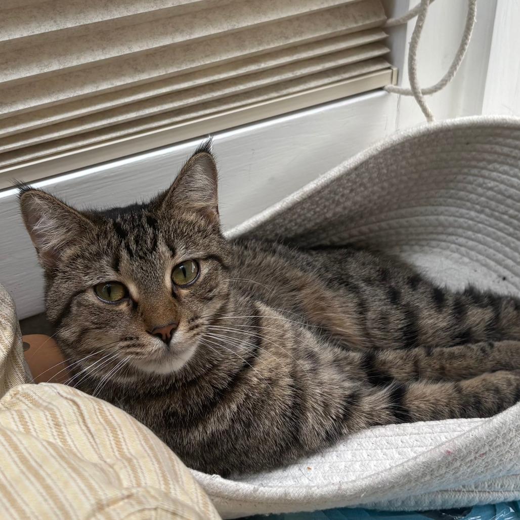 Enlarge Chili, a Adoptable Domestic Short Hair in Washington, DC image 4/6
