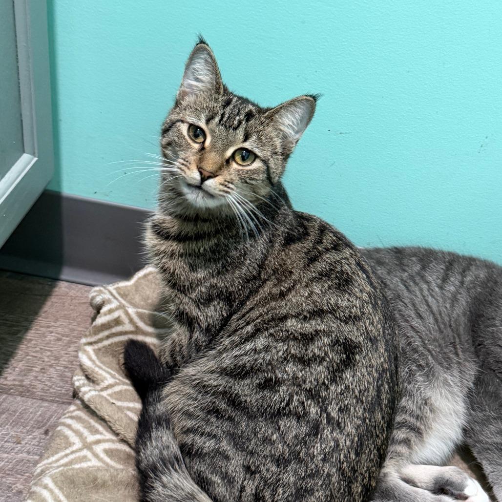 Chili, a Adoptable Domestic Short Hair in Washington, DC image 6/6