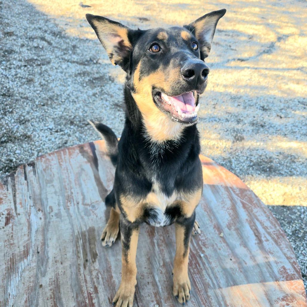 Dawson, Adoptable, Young Male Shepherd & Doberman Pinscher.